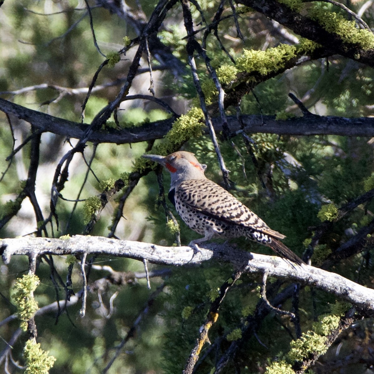 Northern Flicker (Yellow-shafted x Red-shafted) - ML620967575