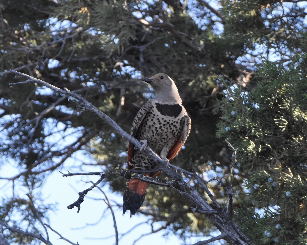 Northern Flicker (Red-shafted) - ML620967579