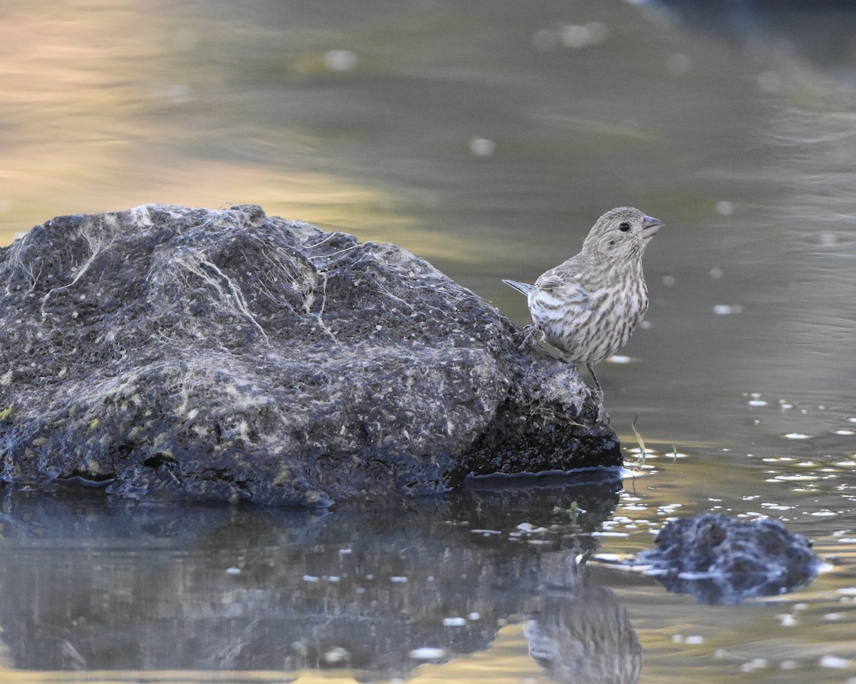 House Finch - ML620967599