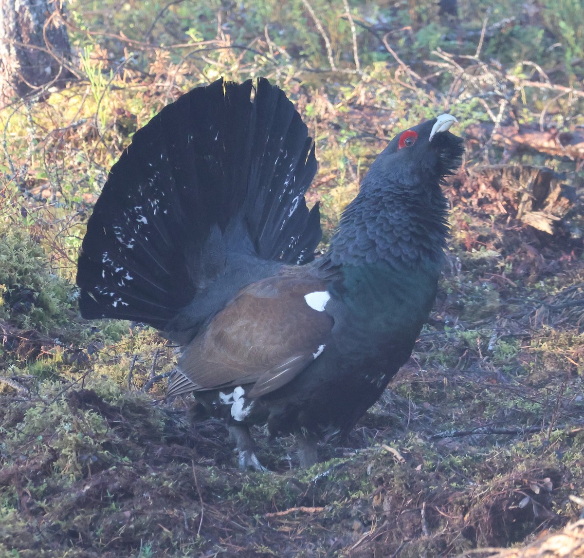 Western Capercaillie - Murray DELAHOY