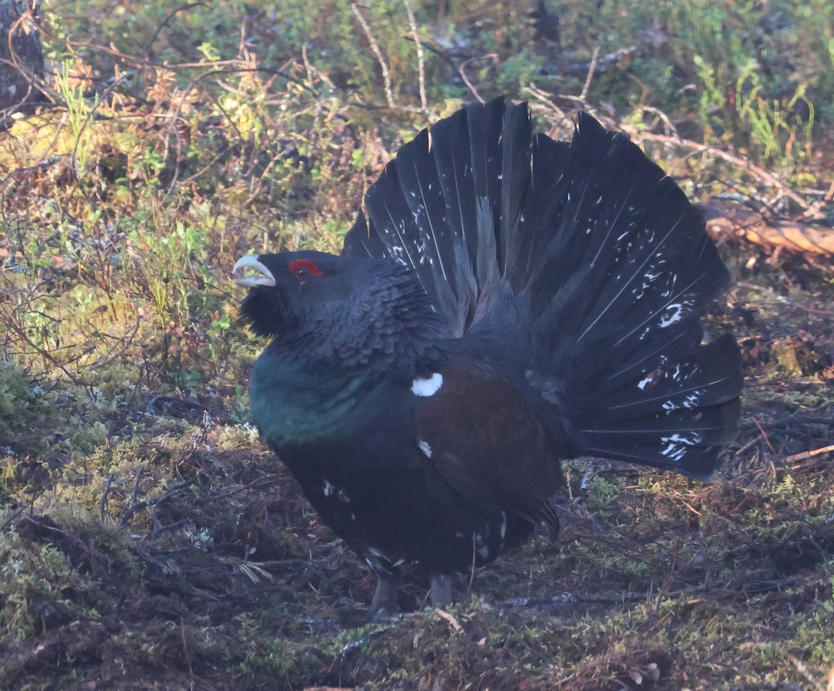 Western Capercaillie - ML620967621