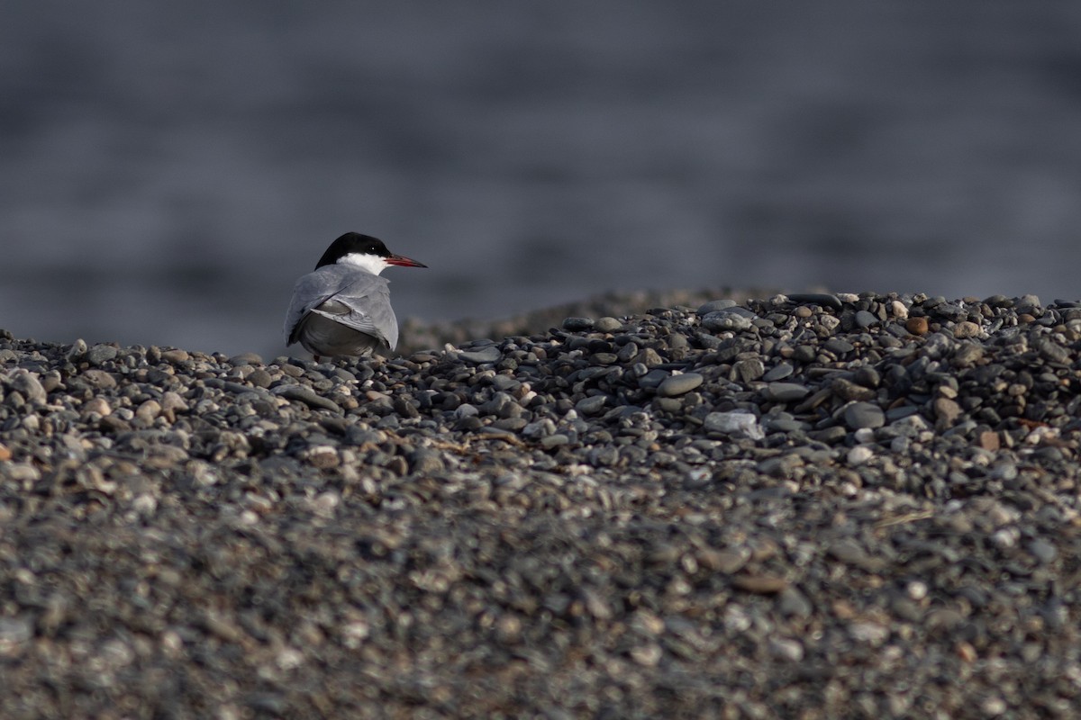 Arctic Tern - ML620967690