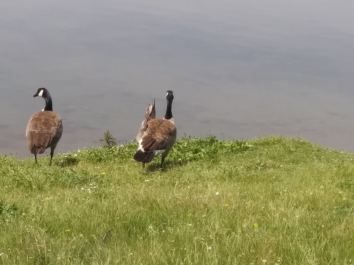 Canada Goose - ML620967718