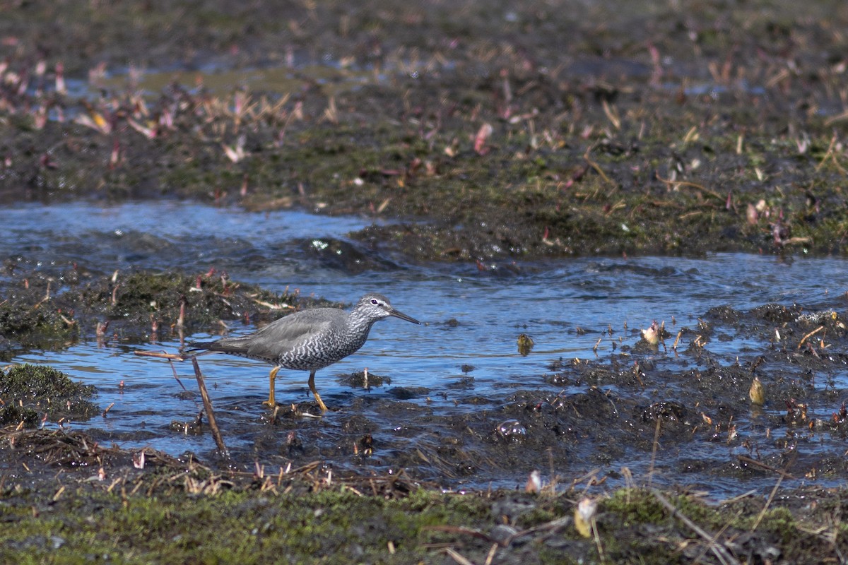 Wandering Tattler - ML620967720