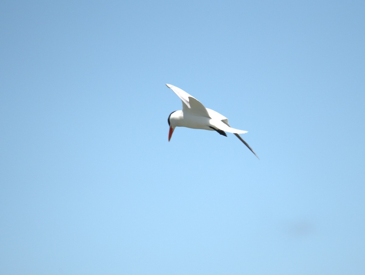 Caspian Tern - ML620967768