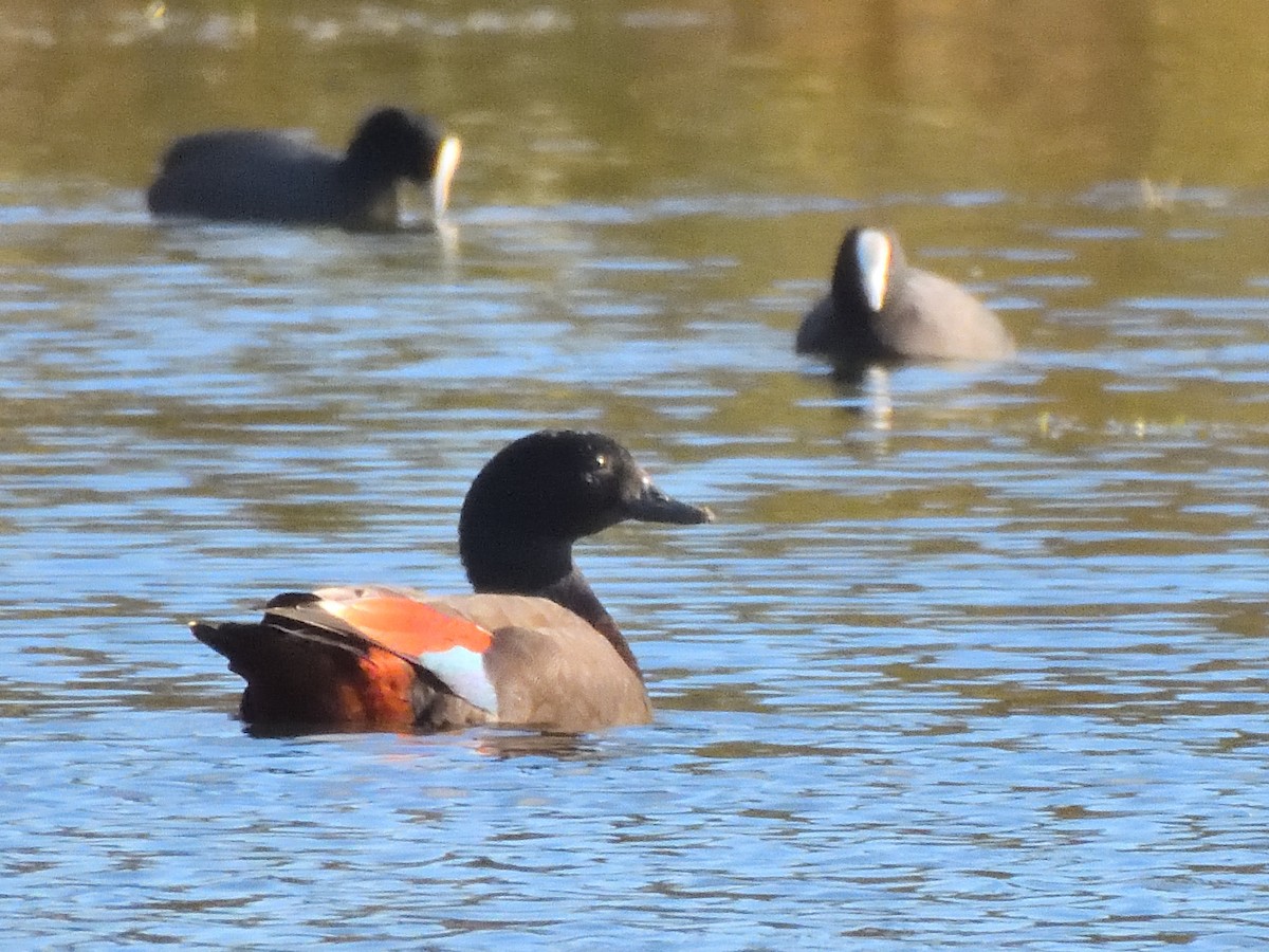 Paradise Shelduck - ML620967864