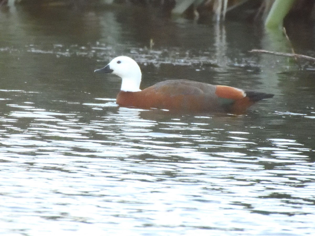 Paradise Shelduck - ML620967865