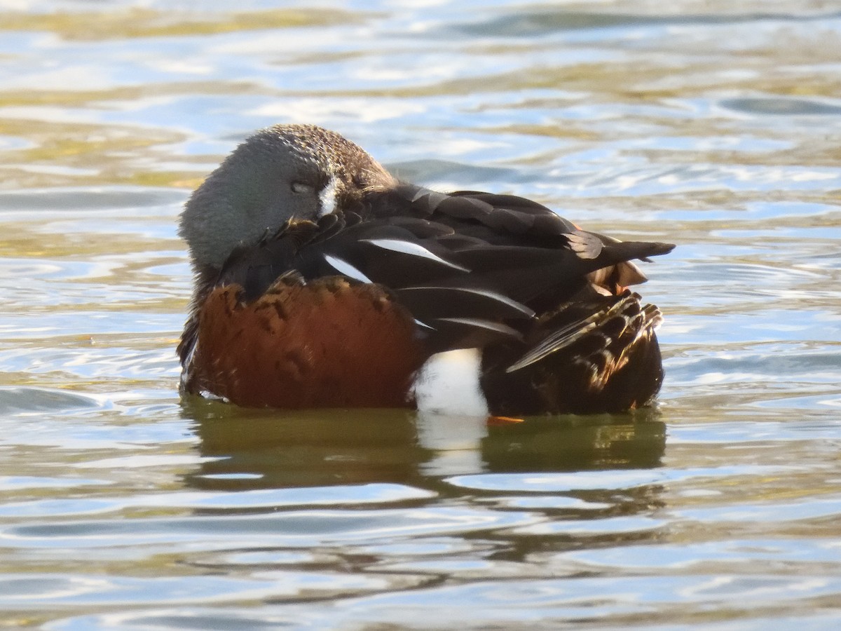 Australasian Shoveler - ML620967897