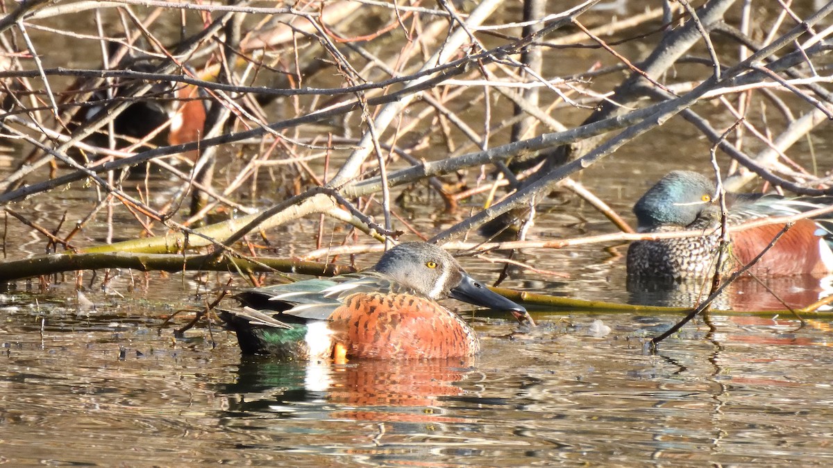 Australasian Shoveler - ML620967898