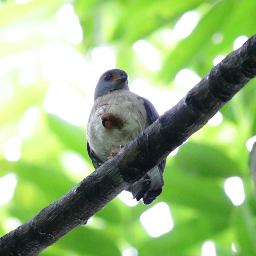 Spot-tailed Goshawk - ML620967915