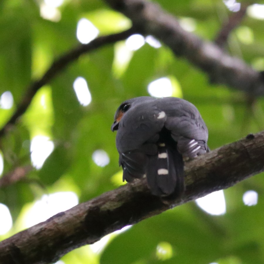 Spot-tailed Goshawk - ML620967930