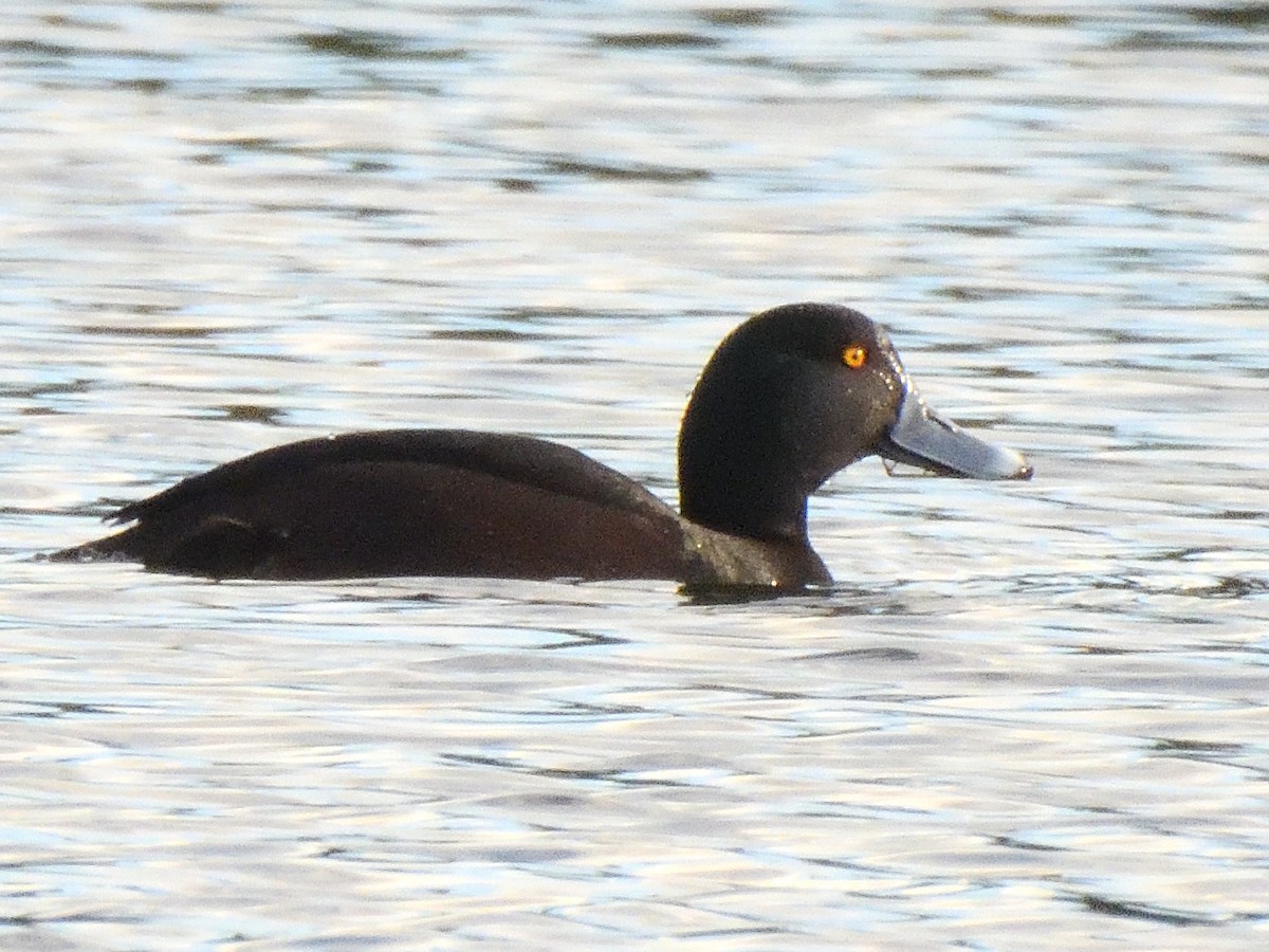 New Zealand Scaup - ML620967975