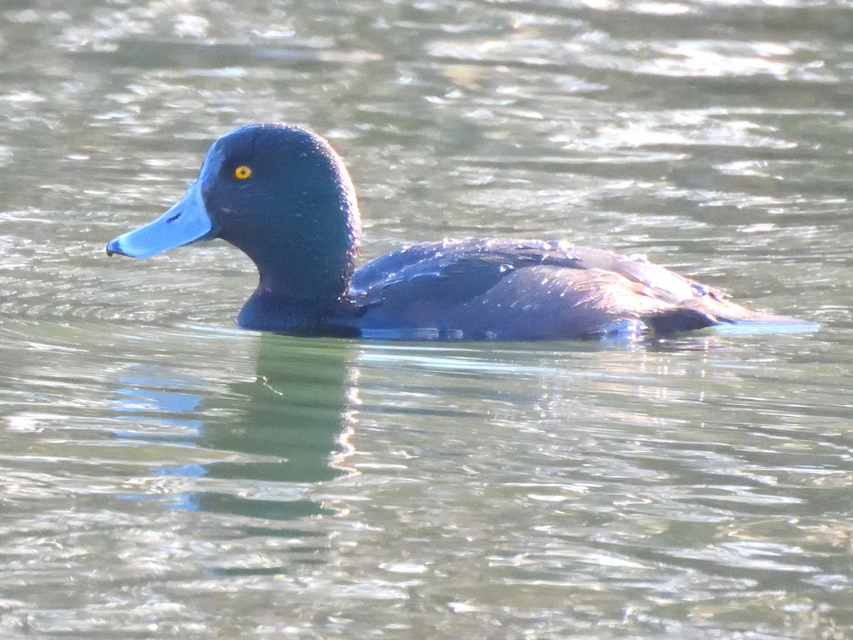 New Zealand Scaup - ML620967976