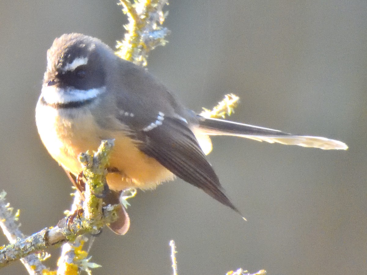 New Zealand Fantail - ML620968005