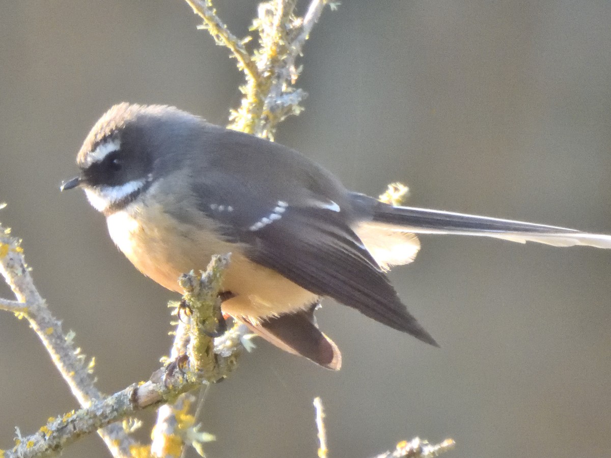 New Zealand Fantail - ML620968006