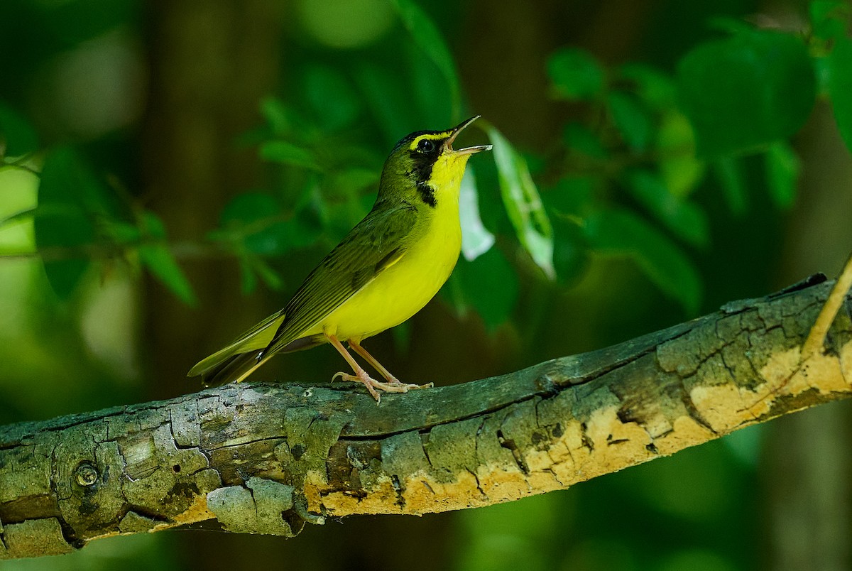 Kentucky Warbler - ML620968009