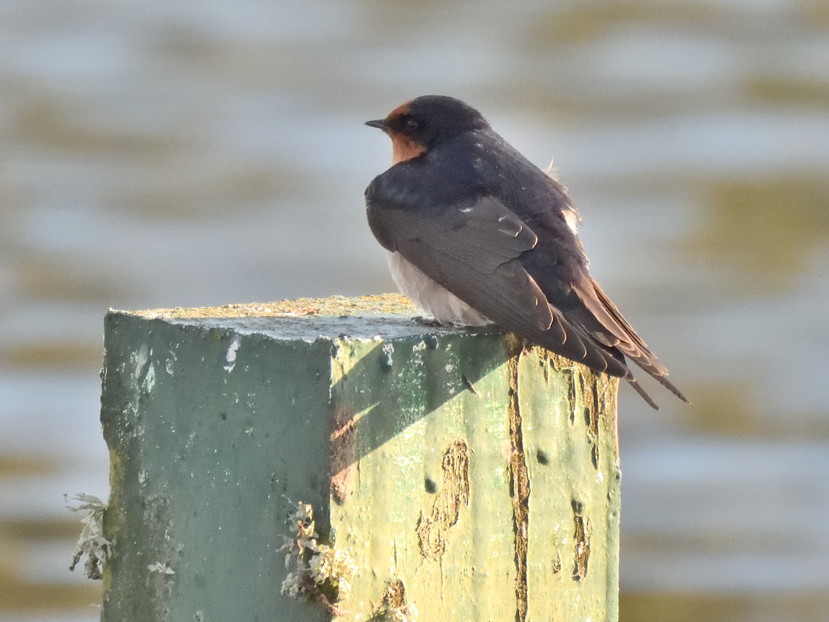 Welcome Swallow - Colin Fisher