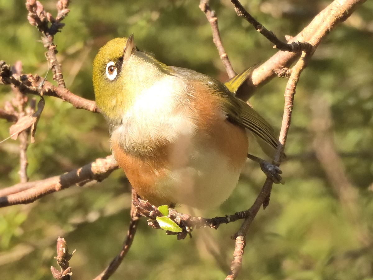 Silvereye - ML620968026