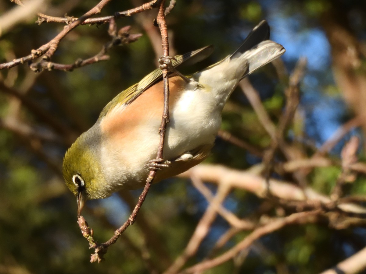 Silvereye - ML620968028