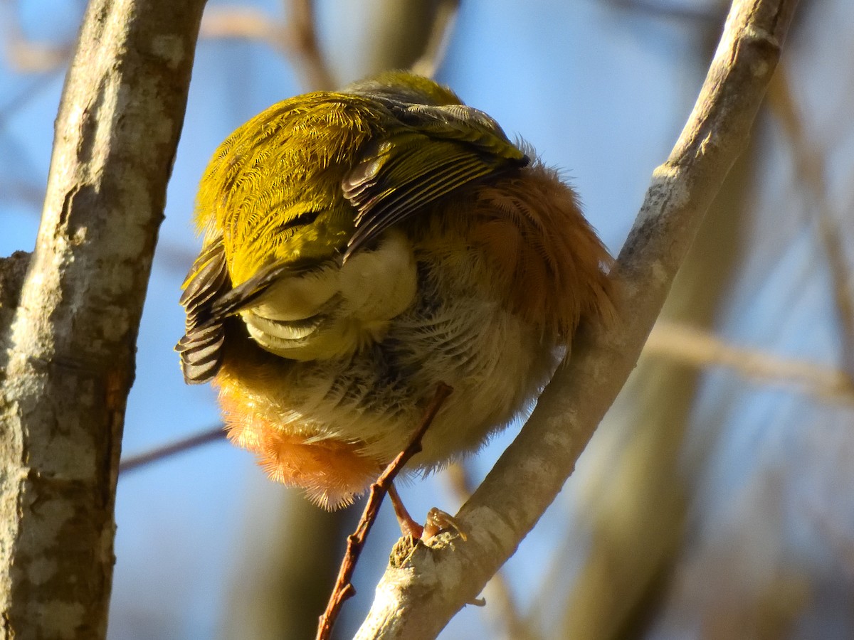 Silvereye - Colin Fisher