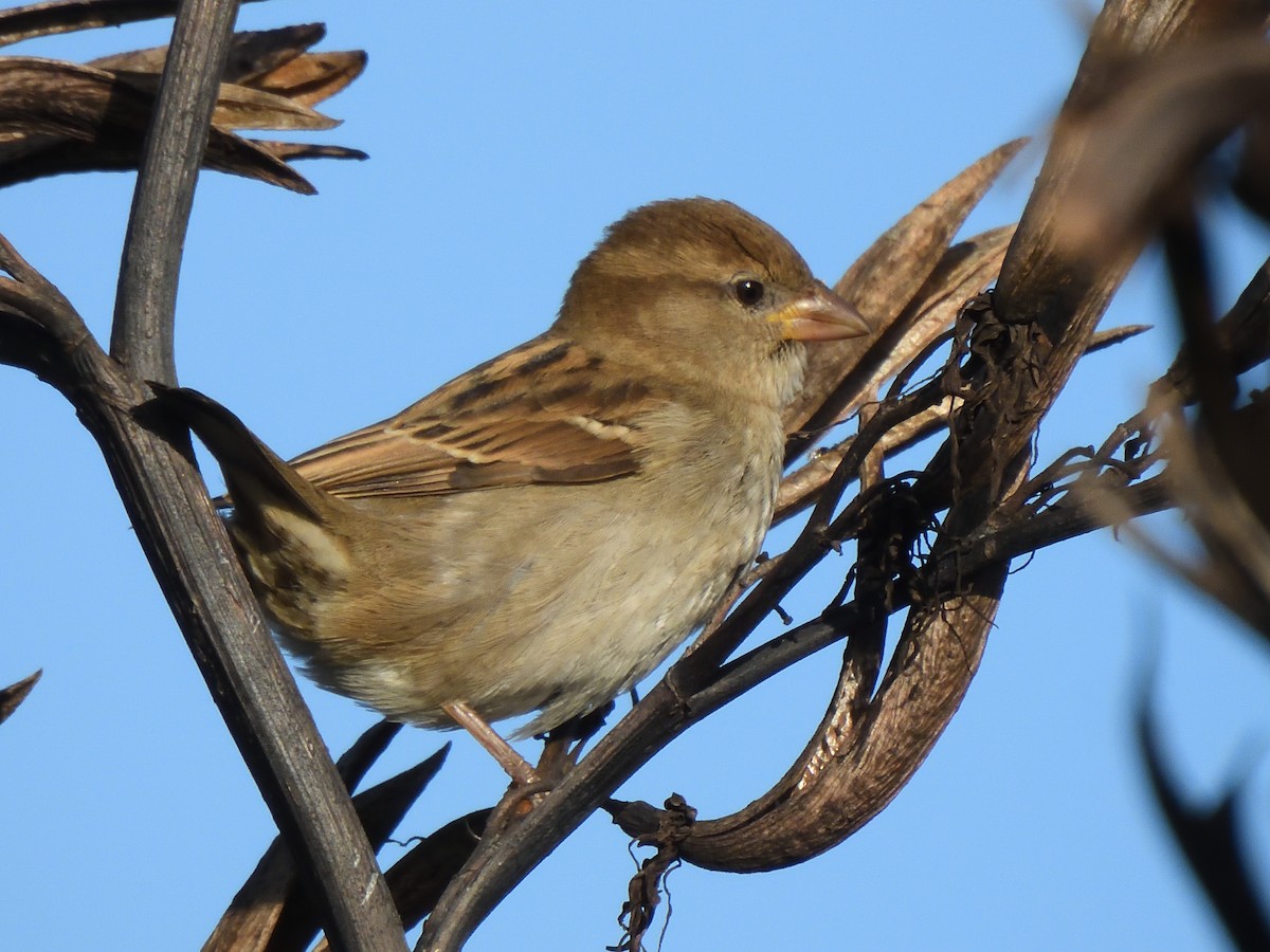 House Sparrow - ML620968038