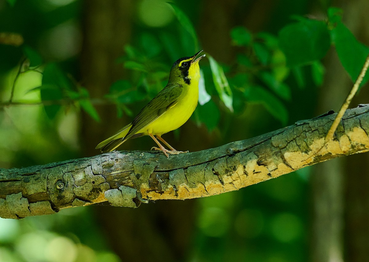 Kentucky Warbler - ML620968042