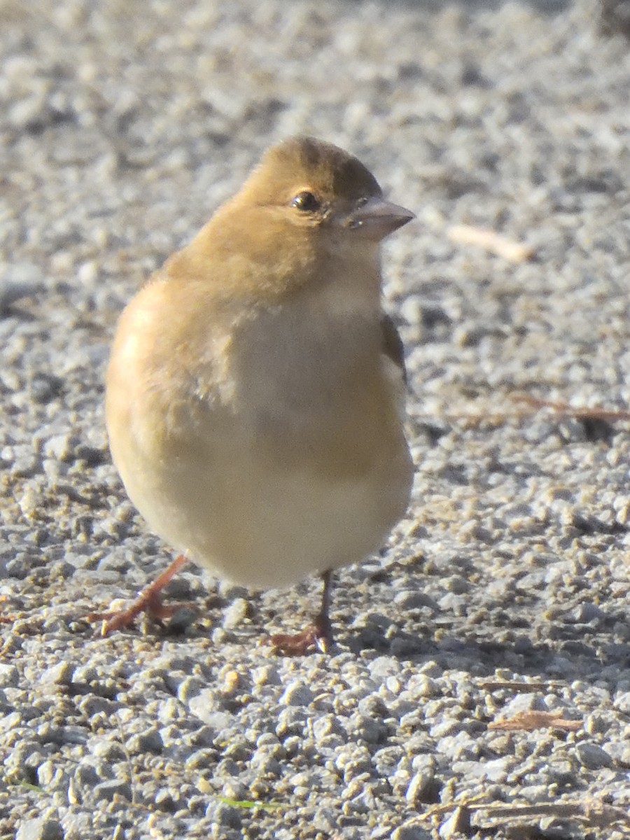 European Greenfinch - ML620968044