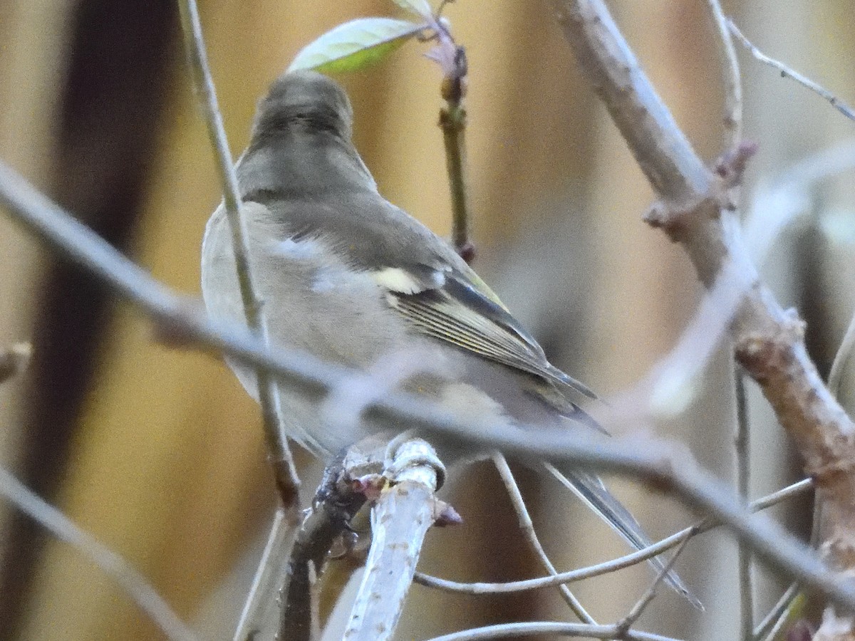 European Greenfinch - ML620968047