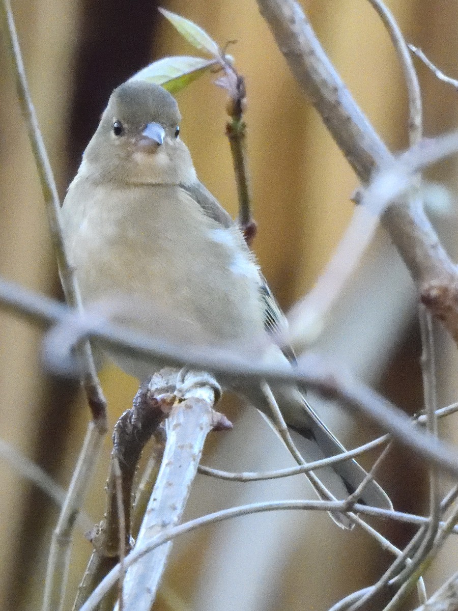 European Greenfinch - ML620968048