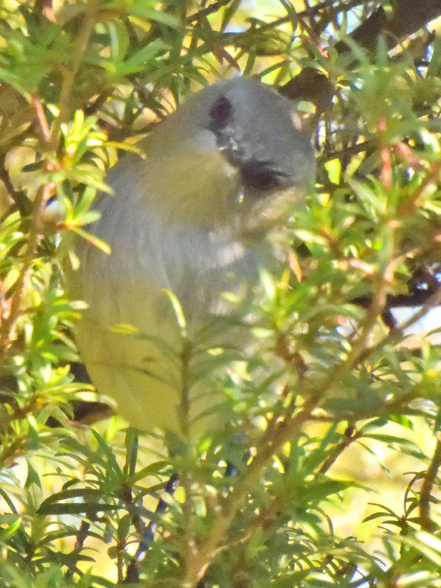 European Greenfinch - ML620968050