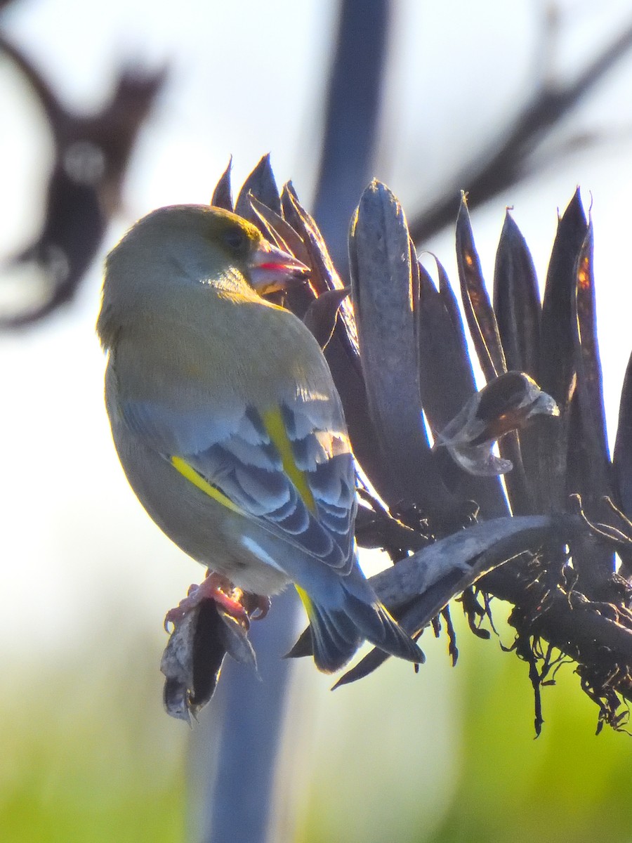 European Greenfinch - ML620968051