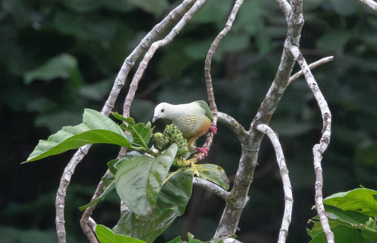 White-capped Fruit-Dove - ML620968100