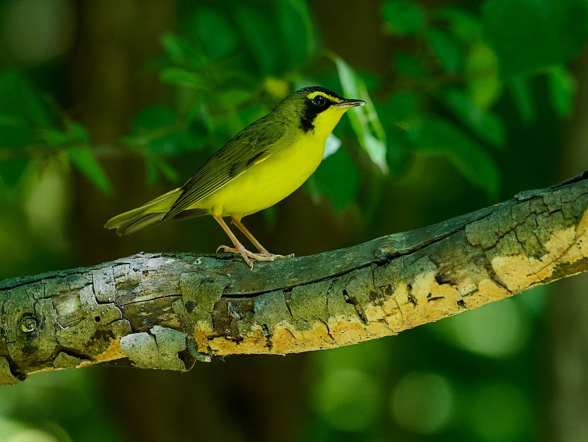 Kentucky Warbler - ML620968106