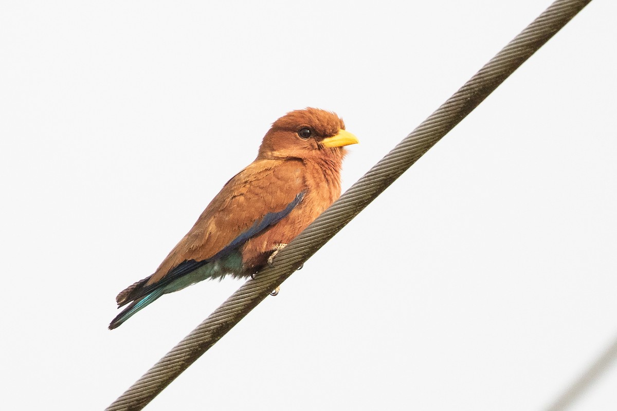 Broad-billed Roller - Ilya Povalyaev