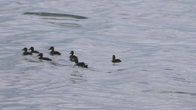 Gadwall - ML620968186