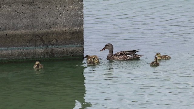 Gadwall - ML620968187