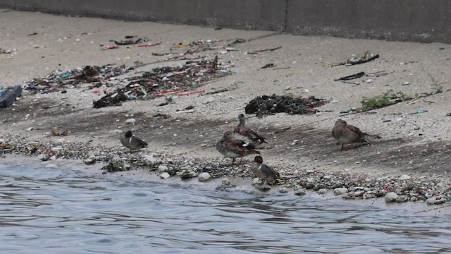 Green-winged Teal - ML620968192