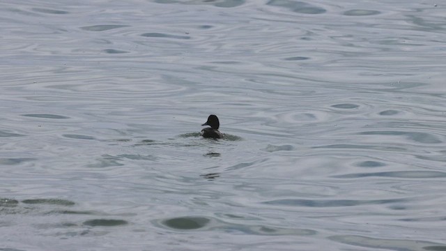 Lesser Scaup - ML620968197