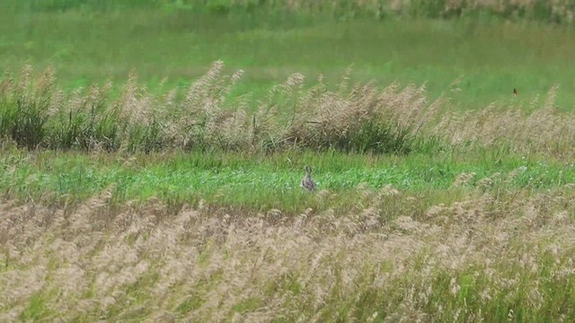 Upland Sandpiper - ML620968208