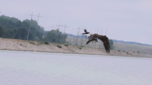 Загасч явлаг - ML620968217