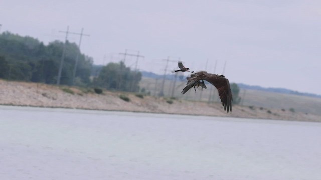 Balbuzard pêcheur - ML620968217