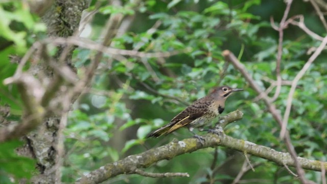 Northern Flicker - ML620968223