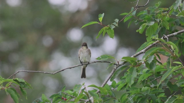 Eastern Phoebe - ML620968237