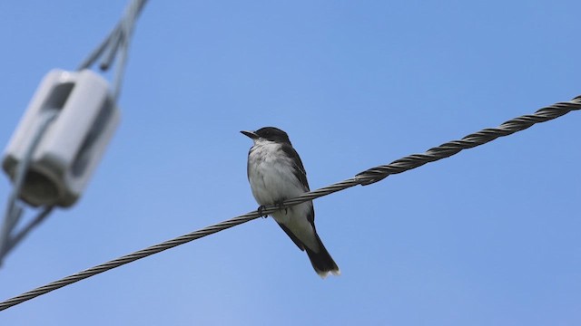 Eastern Kingbird - ML620968241