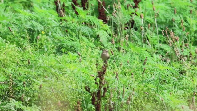 Grasshopper Sparrow - ML620968255