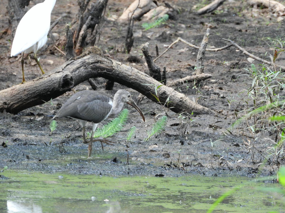White Ibis - ML620968257