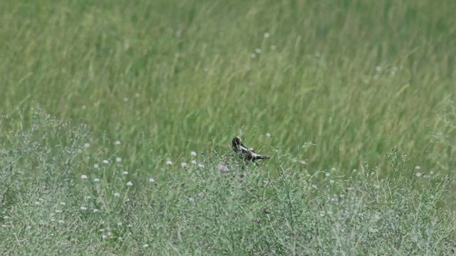 bobolink americký - ML620968261