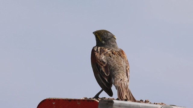 Dickcissel - ML620968286