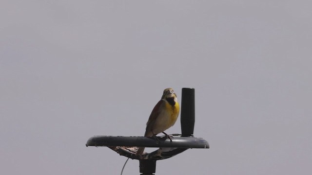 Dickcissel - ML620968288