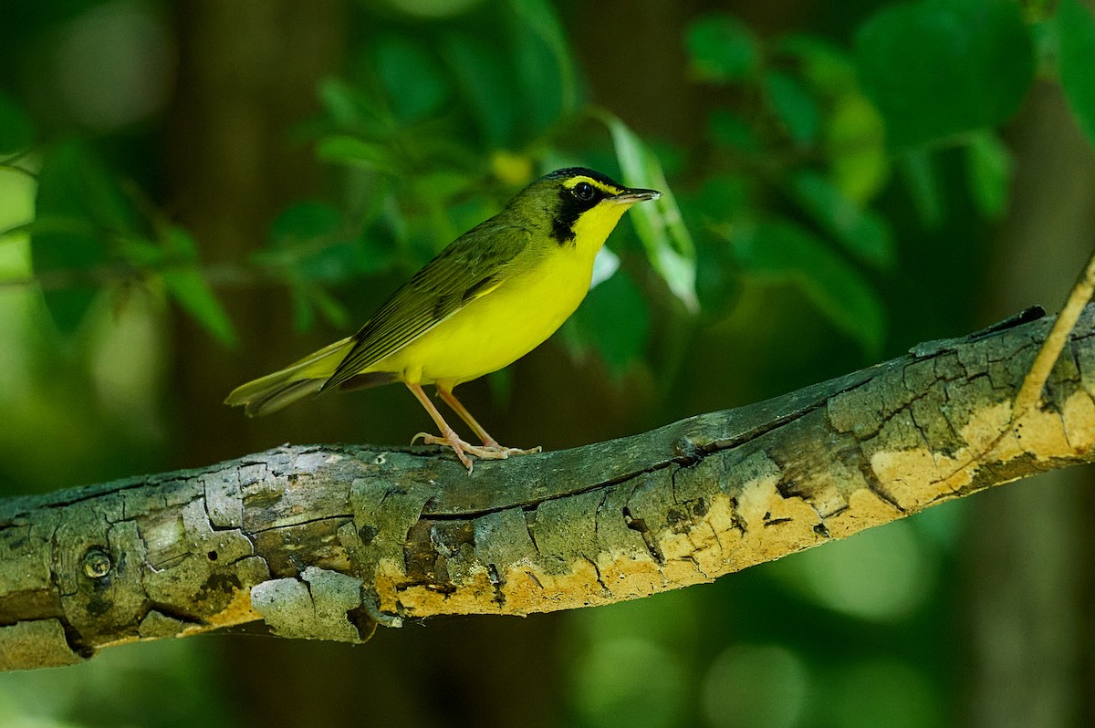 Kentucky Warbler - ML620968314
